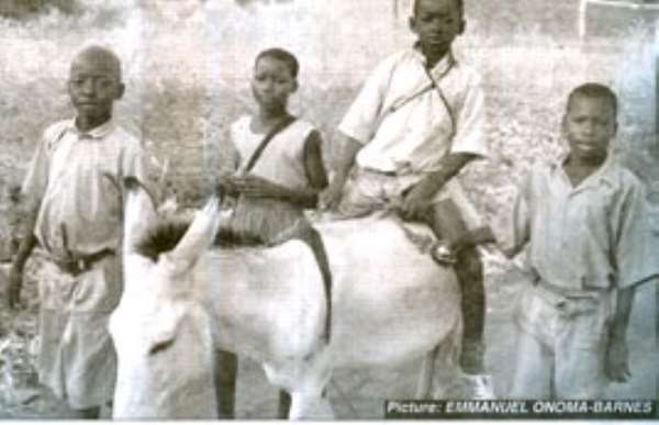 Pupil rides donkey to school
